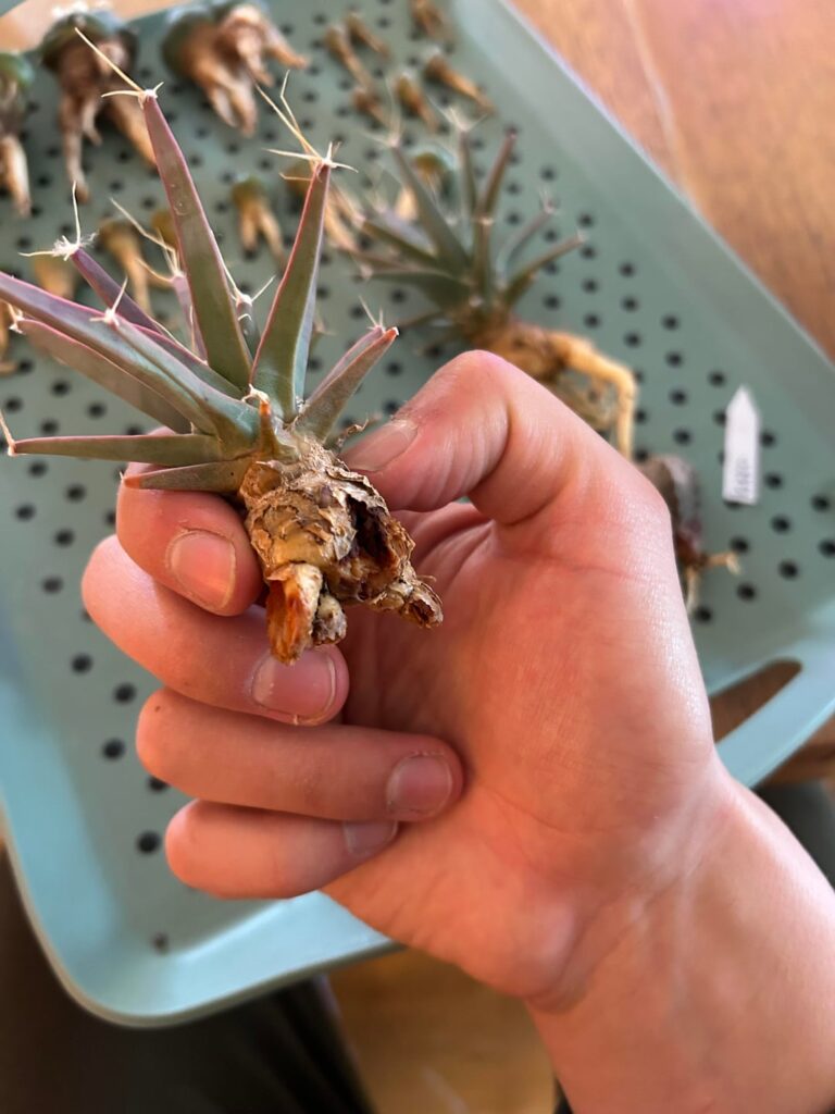 Root rot