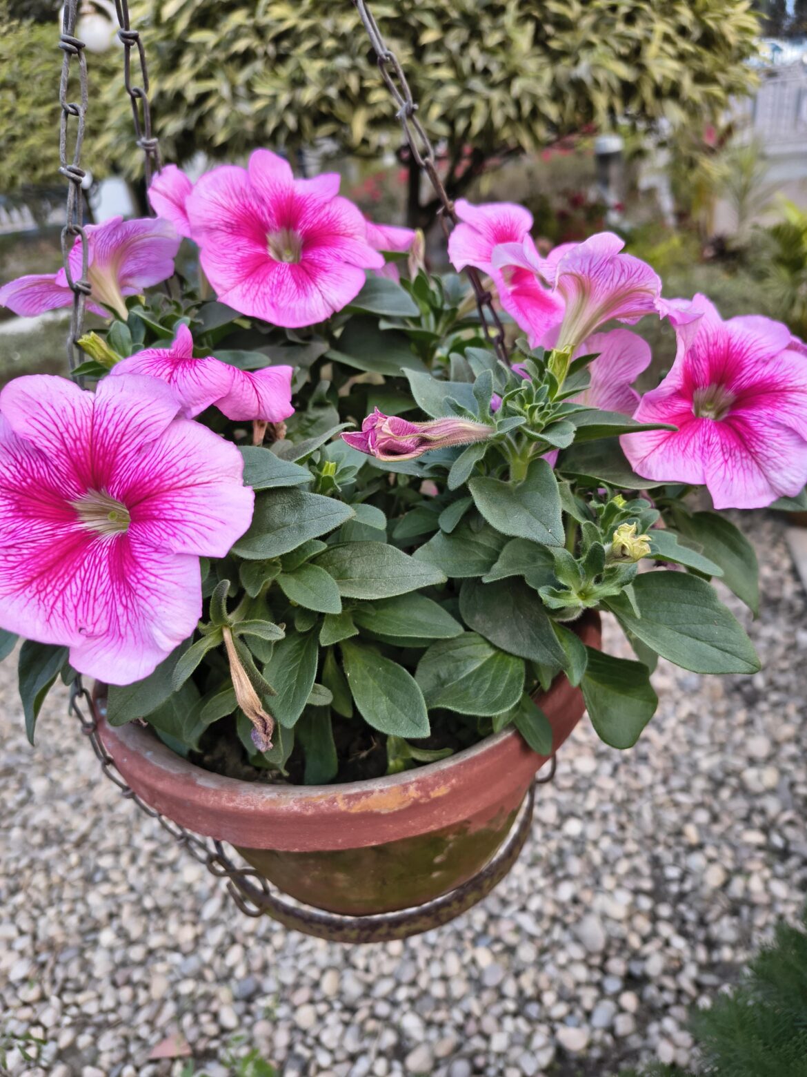 Petunia [OC]