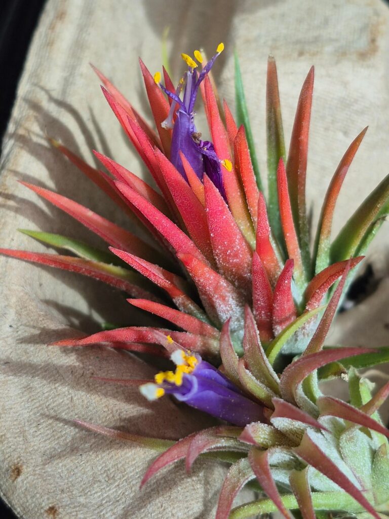 My new plants