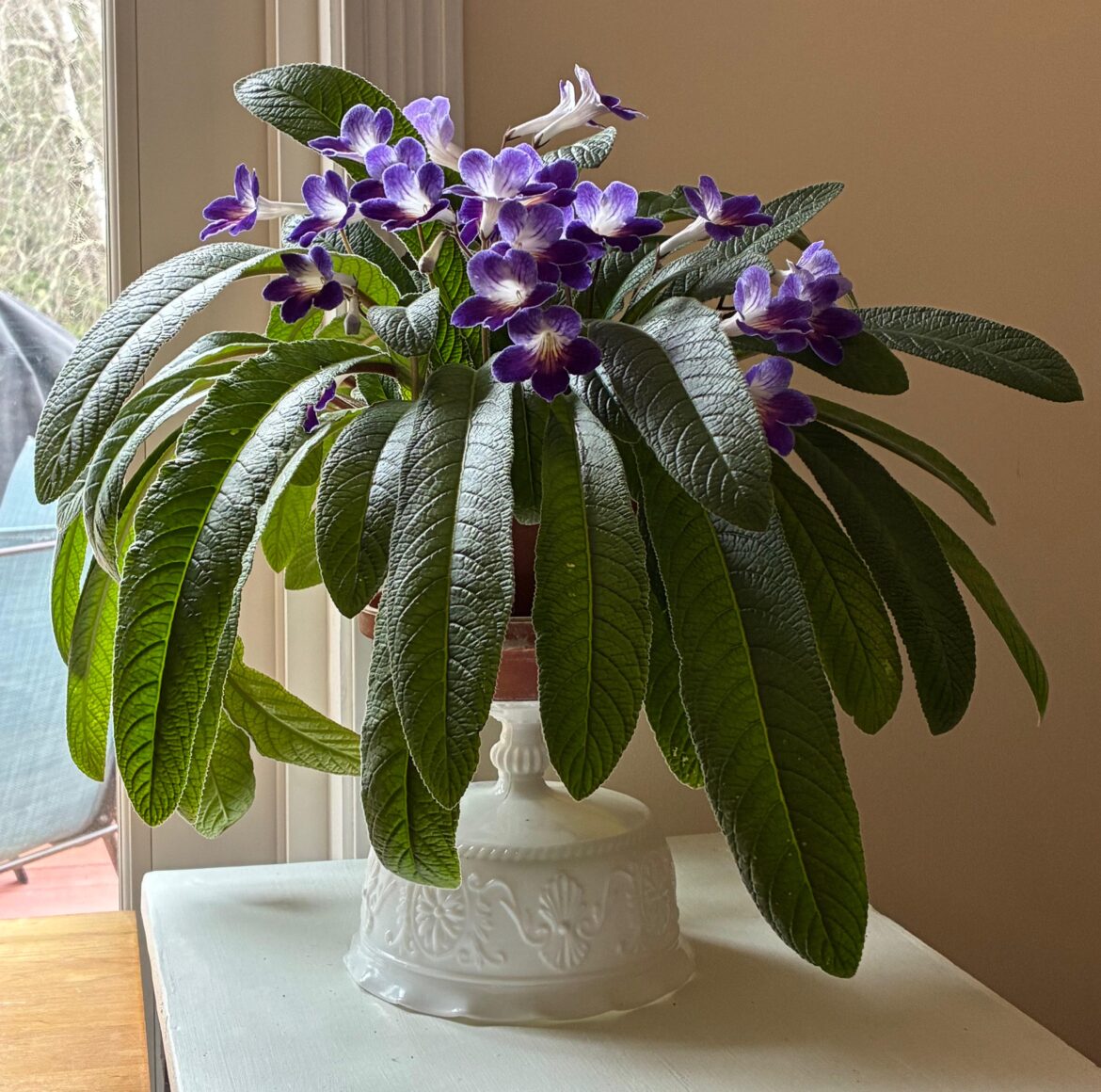 Plant Drama