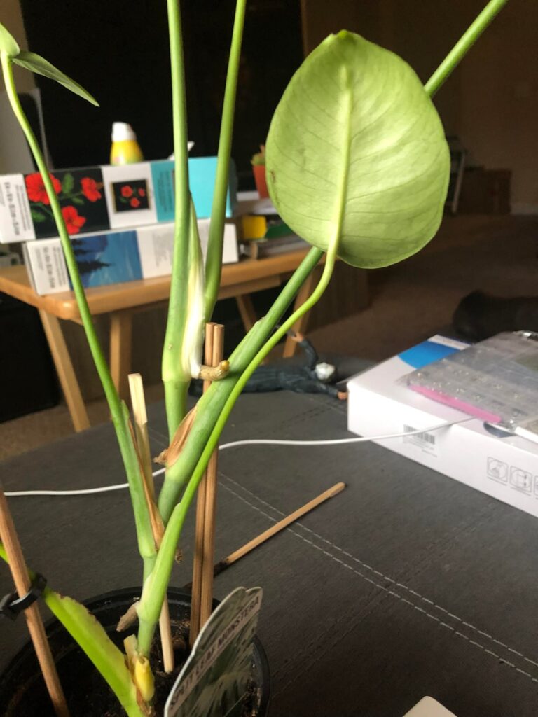 How to re pot? And why don’t I have more leaf growth?