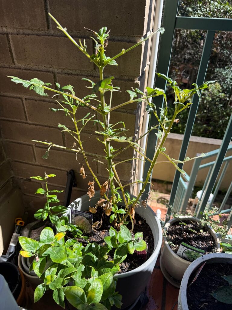 What’s eating my Dahlia plant??