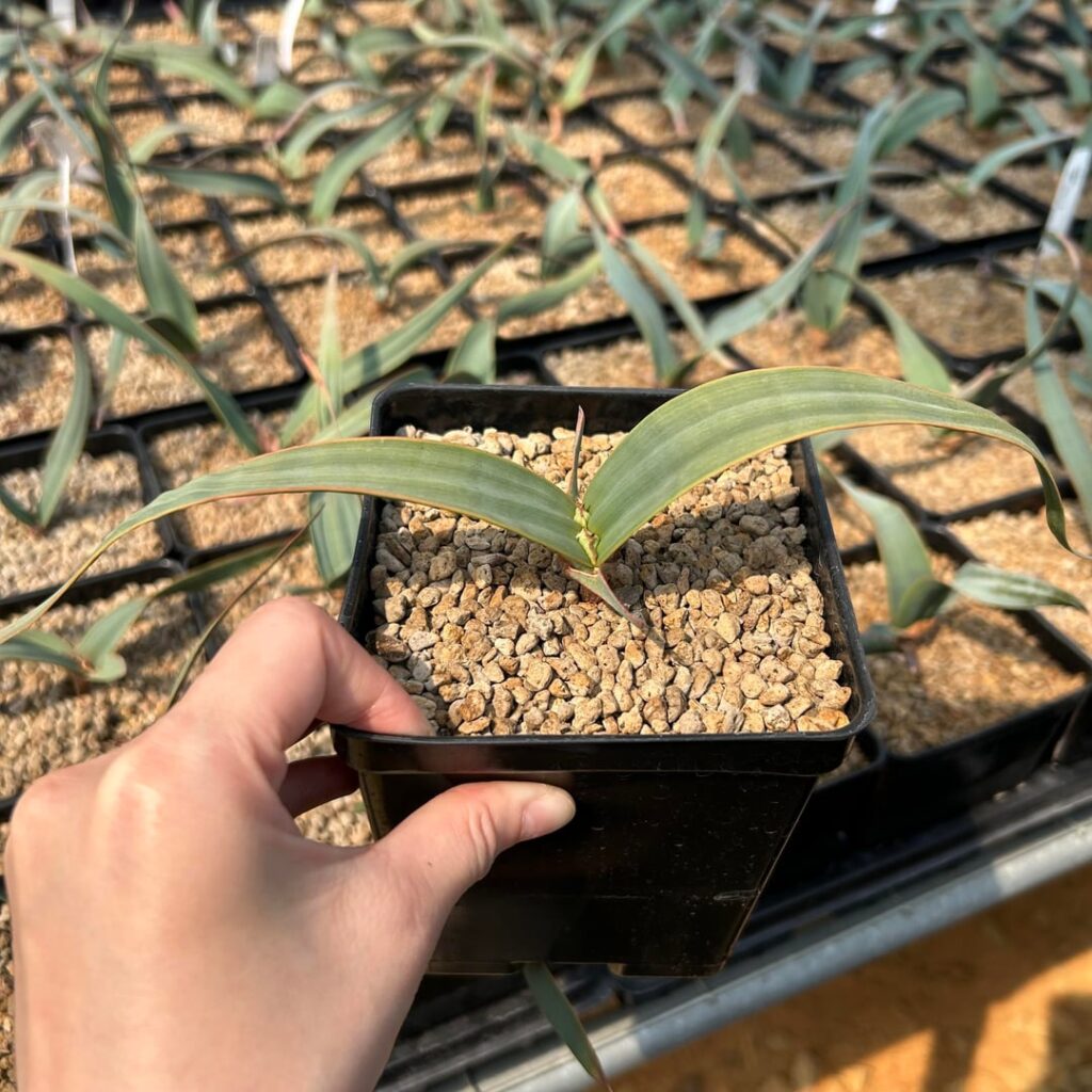 Welwitschia mirabilis.