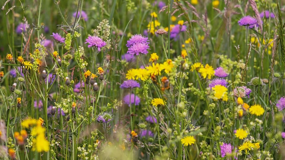 Pembrokeshire farmland to become garden and meadow Pembrokeshire farmland to become garden and meadow