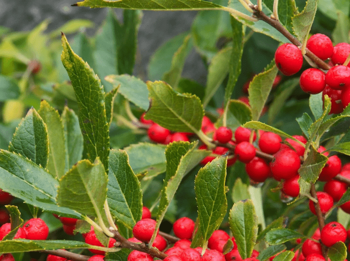 Winterberry