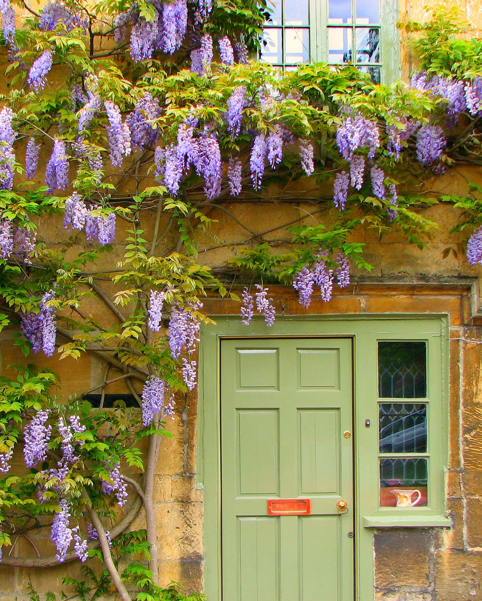best climbing plants climbing plants
