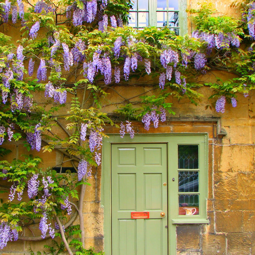 Wisteria wisteria in full bloom surrounds front of cotswold stone cottage in moreton in marsh, england