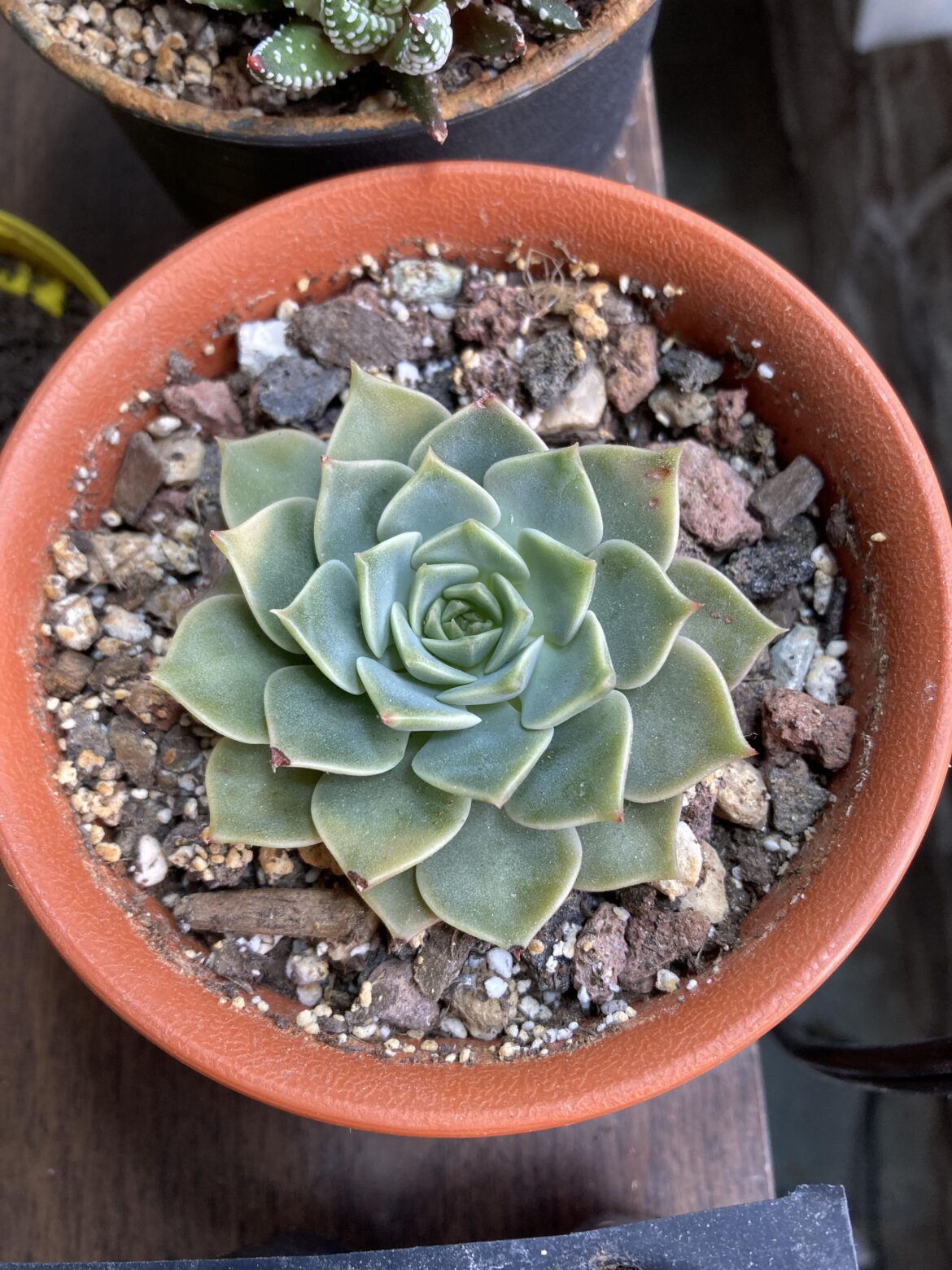 Too much sun?