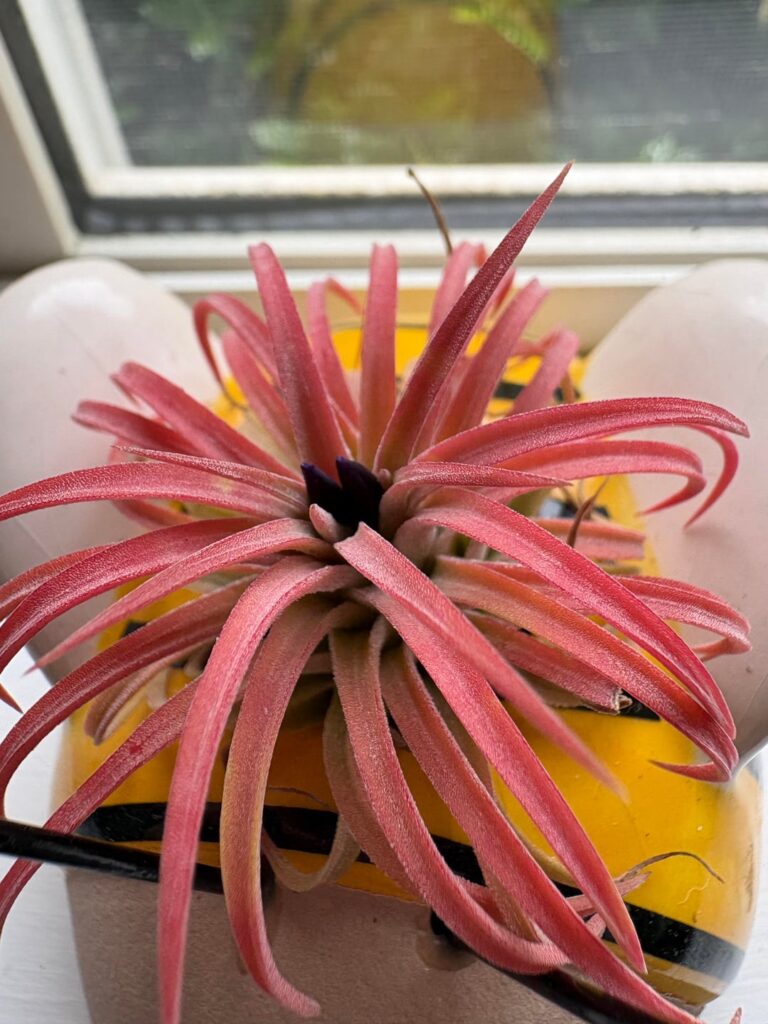 I learned air plants can bloom today. 🥹 I learned air plants can bloom today. 🥹