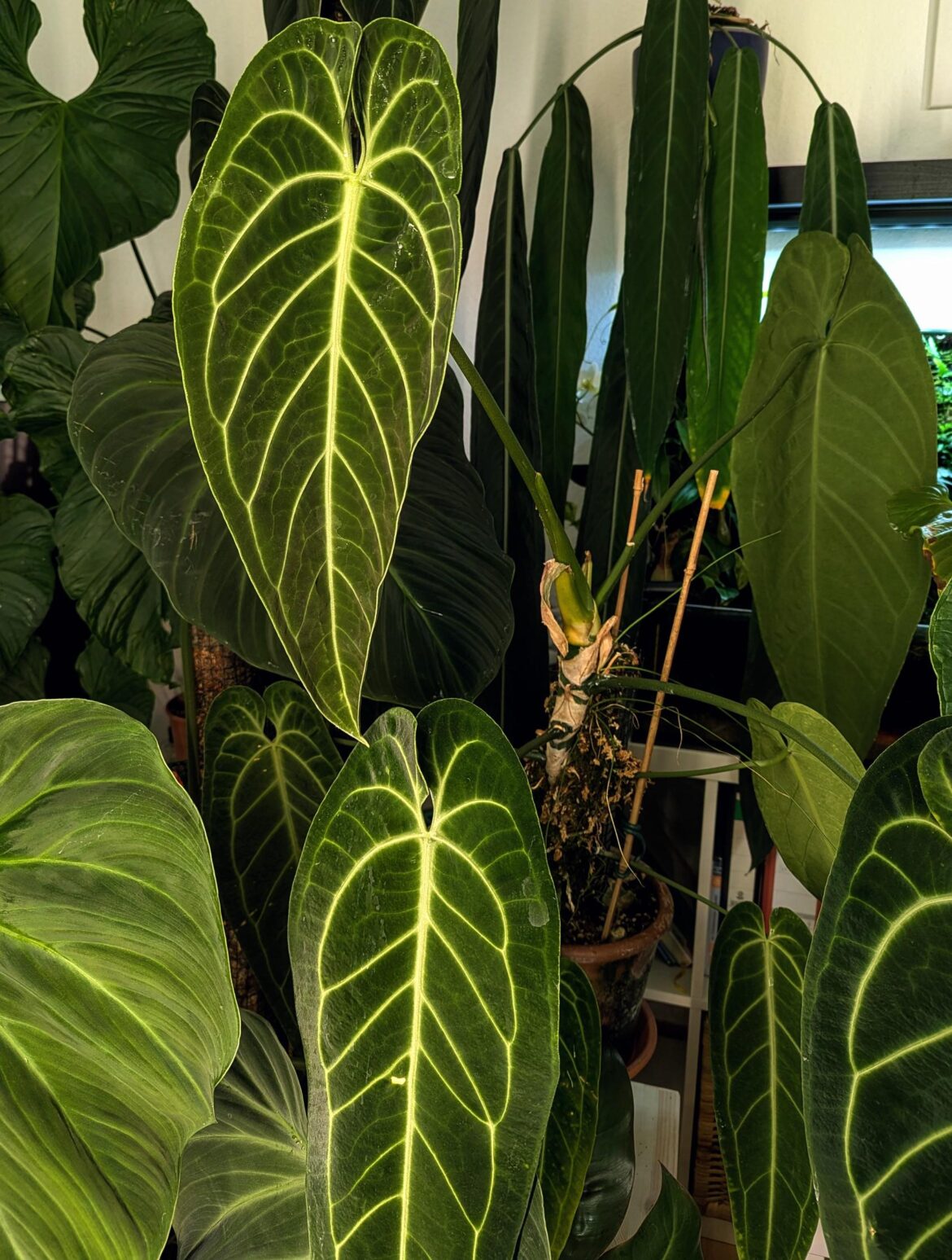 My ambient Queen working on a new leaf