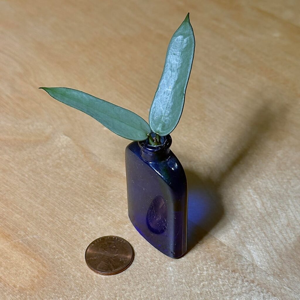 Tiny H. pandurata 'Silver' cutting :D