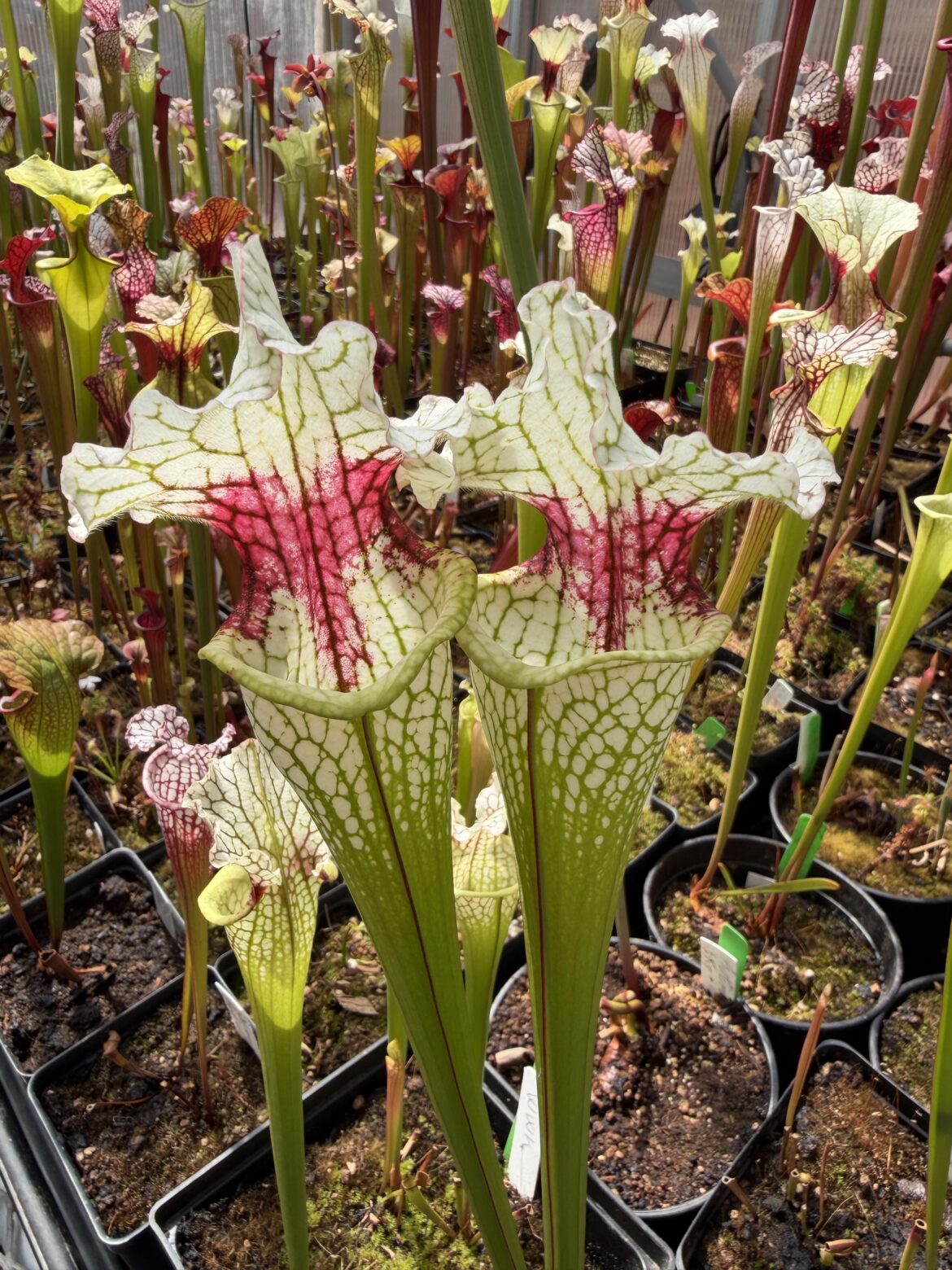 Sarracenia Red Thong by DC Carnivores