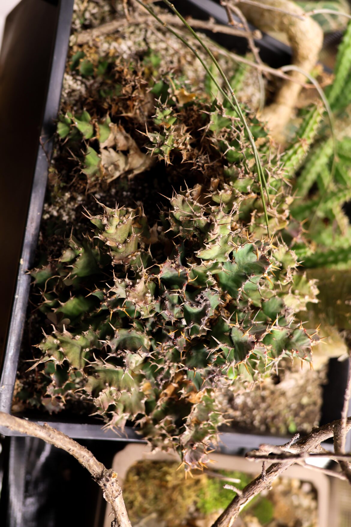 Bought a fouquieria macdougalii from the Connecticut succulent show and it came with this euphorbia squarosa in the pot