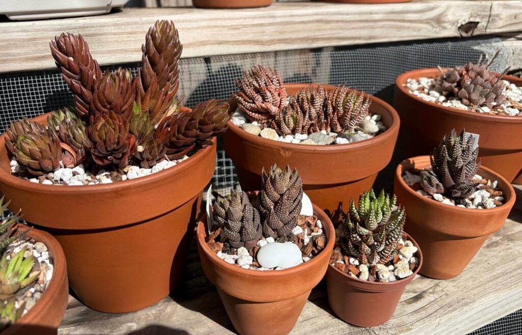 Plump and sun ‘tanned’ Haworthiopsis. (And Tulista)