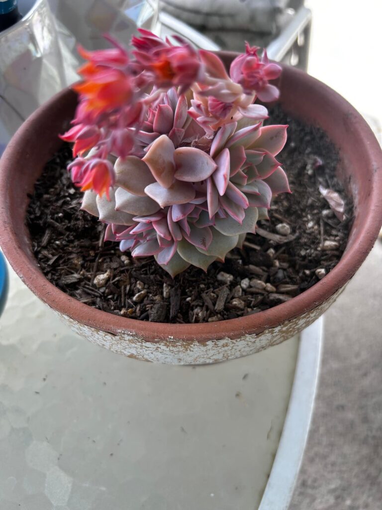 Suggestions for a crowded echeveria Suggestions for a crowded echeveria