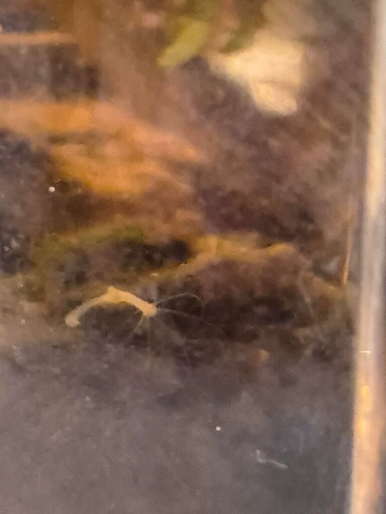 Day 3. A hydra, scud and copepods :)