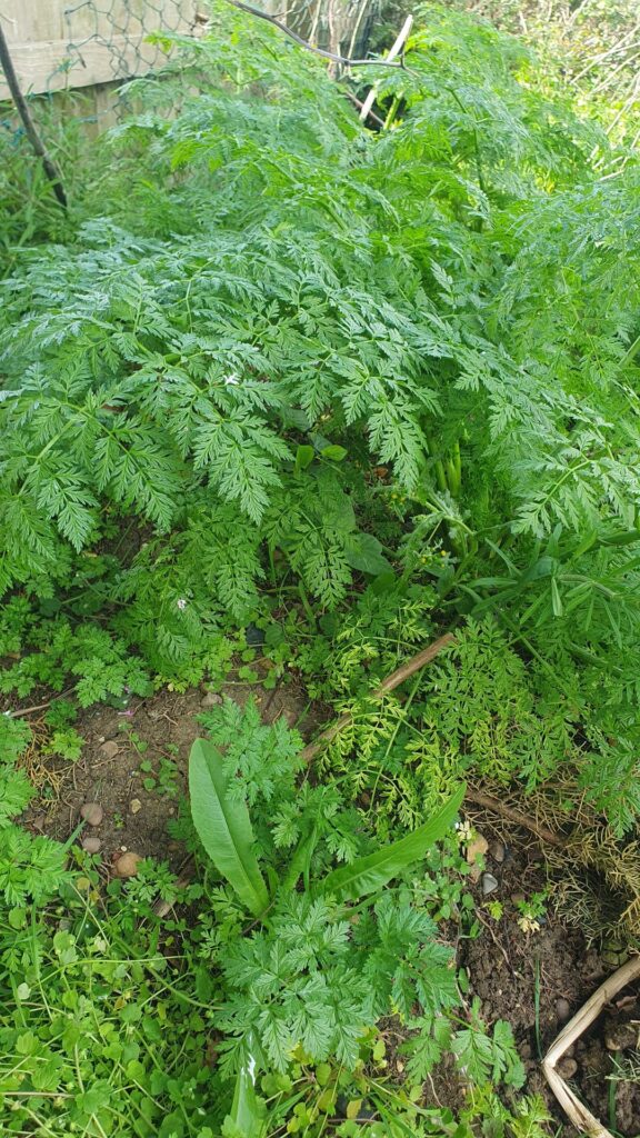 [England, UK] Please help me identify this plant