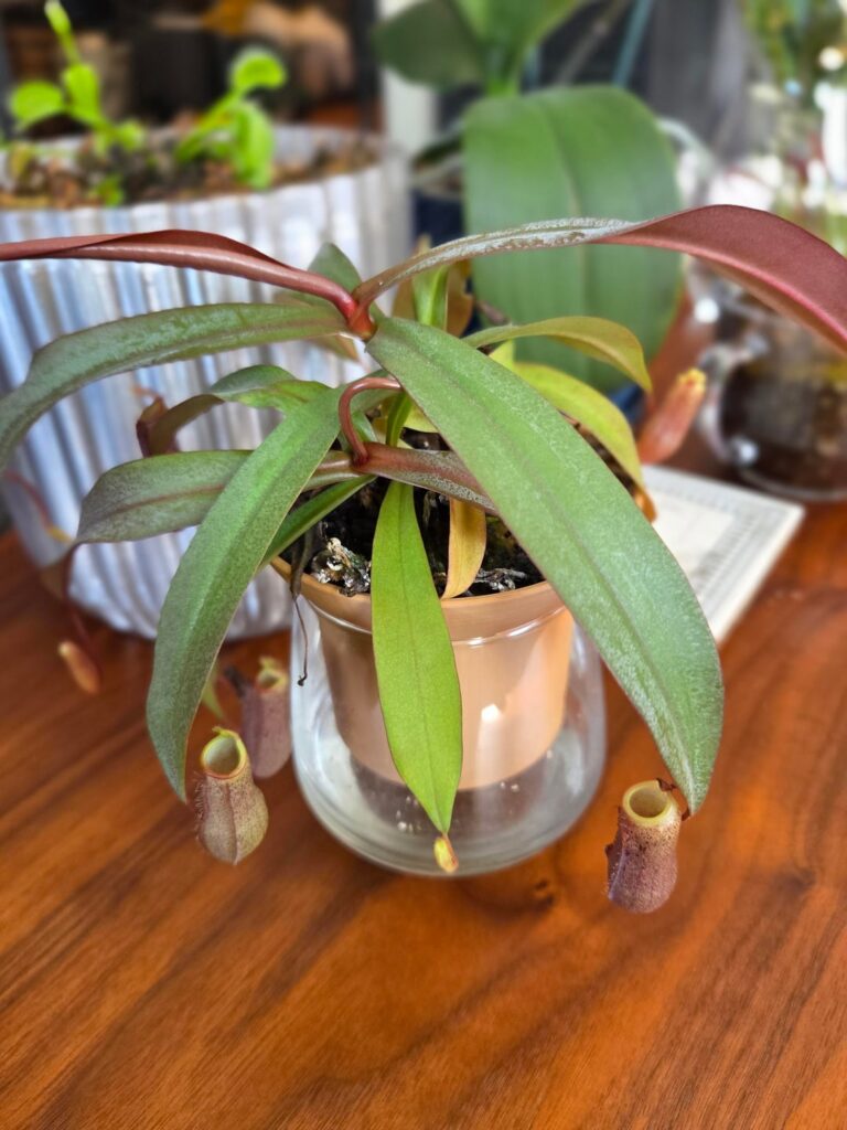 I made a vivarium for my nepenthes and it had a glow up! I made a vivarium for my nepenthes and it had a glow up!