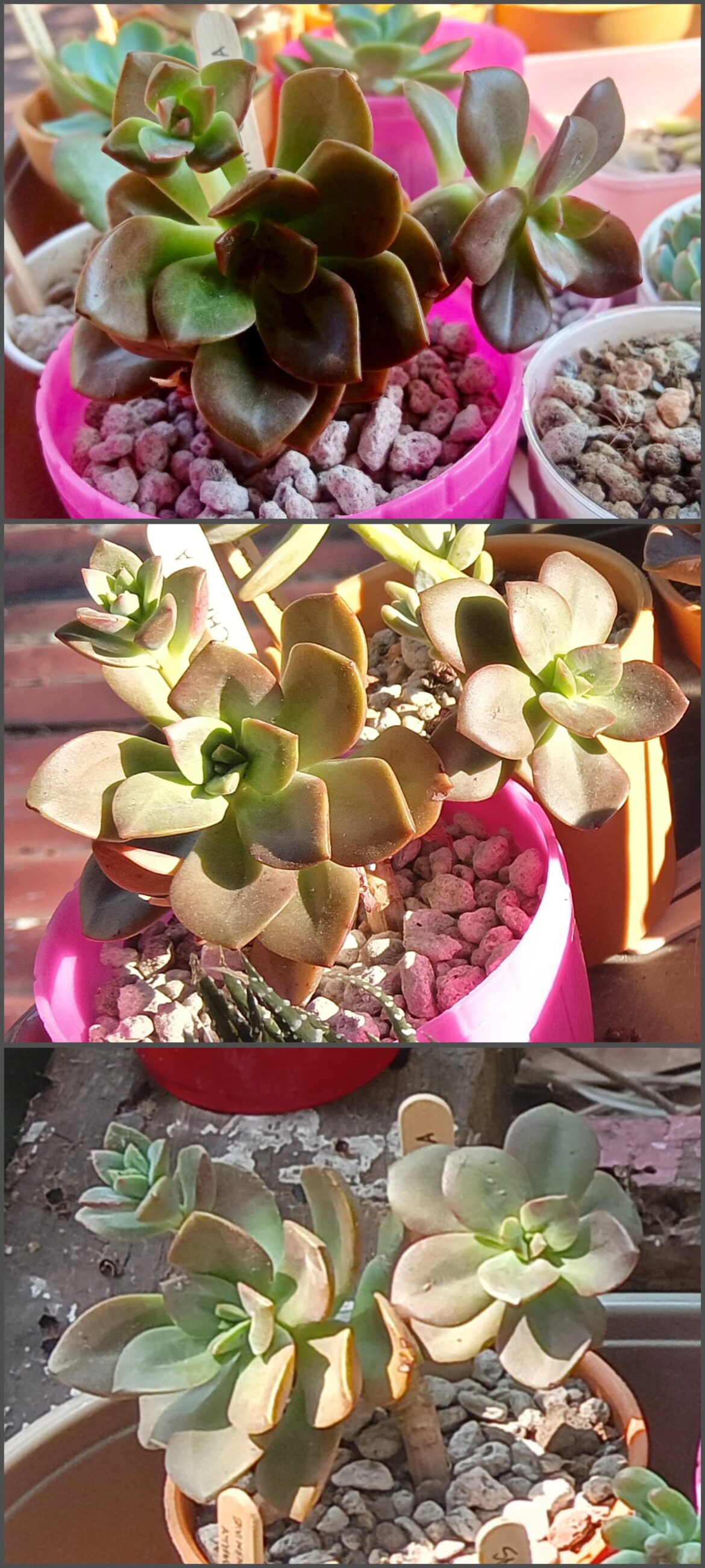 Chroma turning green?