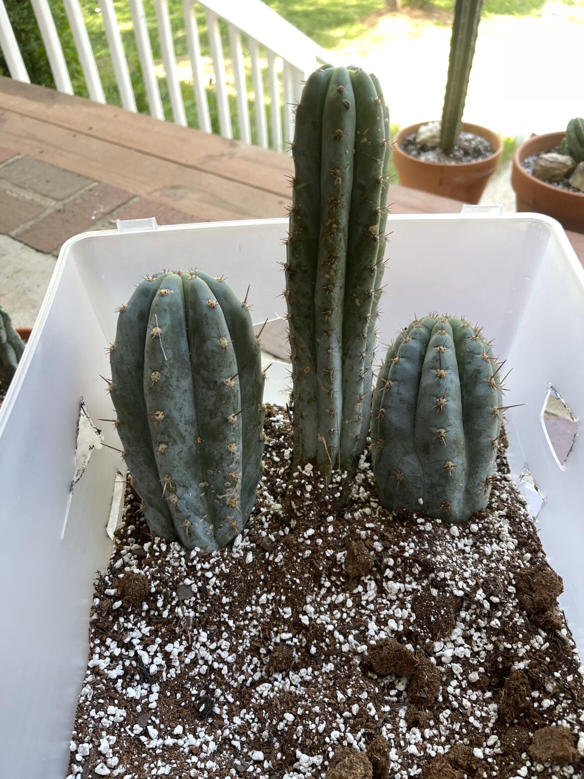 How do You root Your cuttings? And how long does it take? How do You root Your cuttings? And how long does it take?