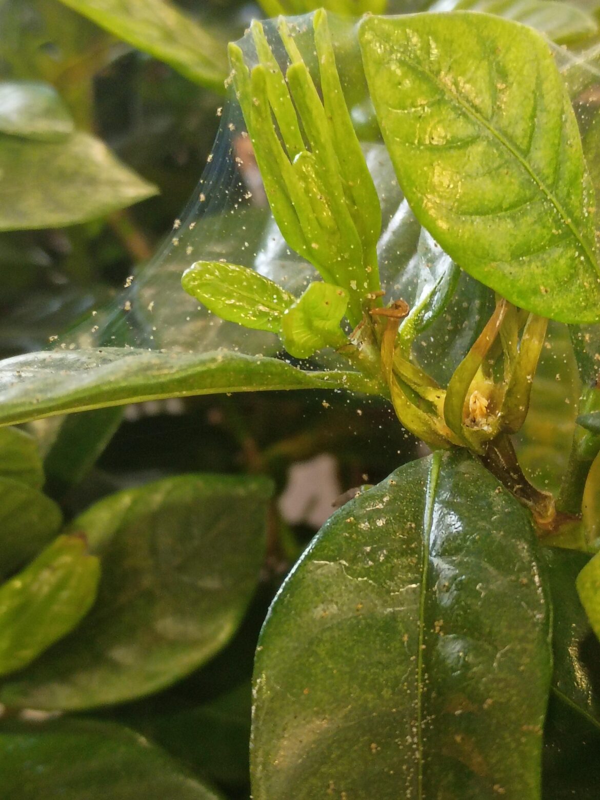 Spider mites at work – should I be worried about bringing them home? Spider mites at work - should I be worried about bringing them home?