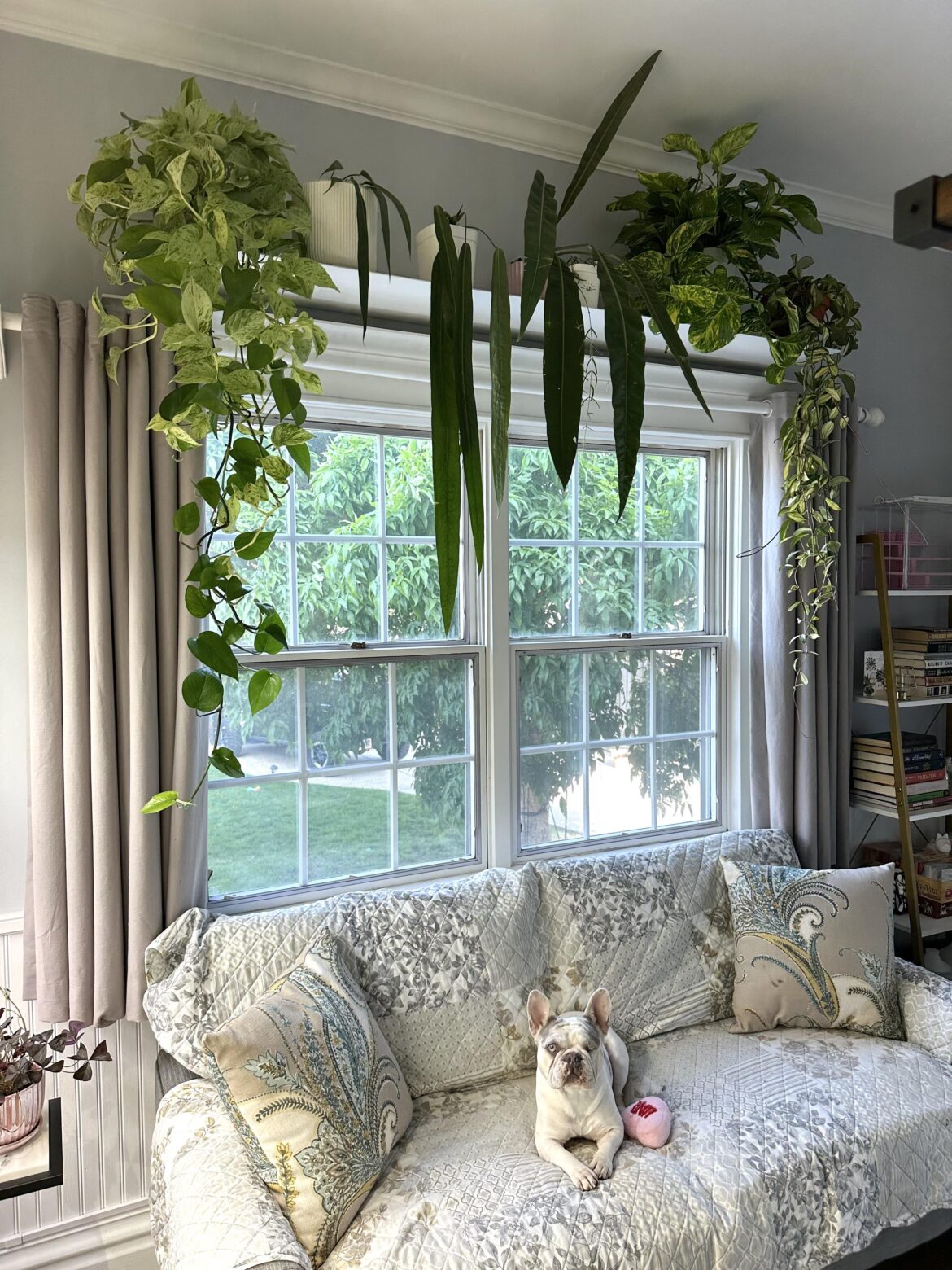 Enjoying my new window shelf
