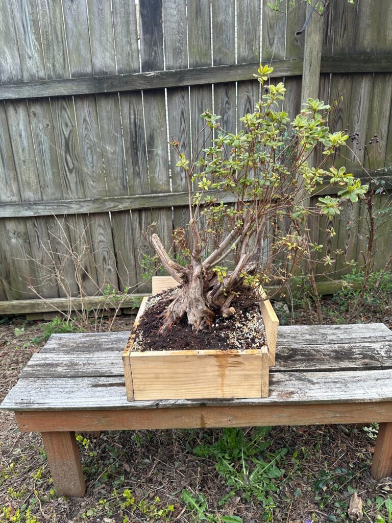 Gnarly Azalea- advice requested Gnarly Azalea- advice requested