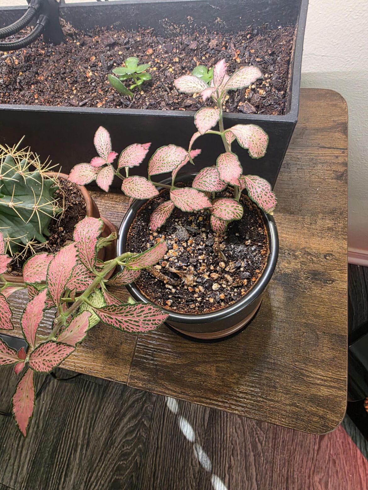 Propagation advice