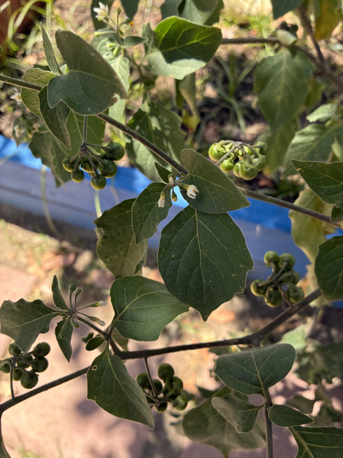 Found this plant in a community garden and was concerned by a stranger eating its berries (SoCal)