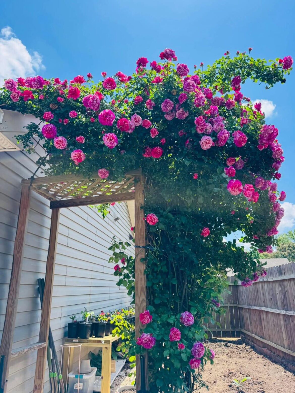 The climbing rose 🥹🥰