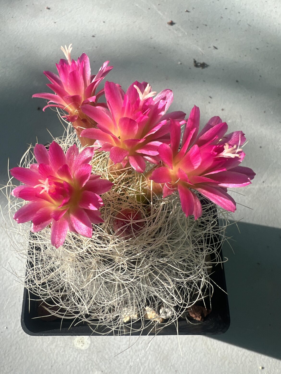 E. Senilis
