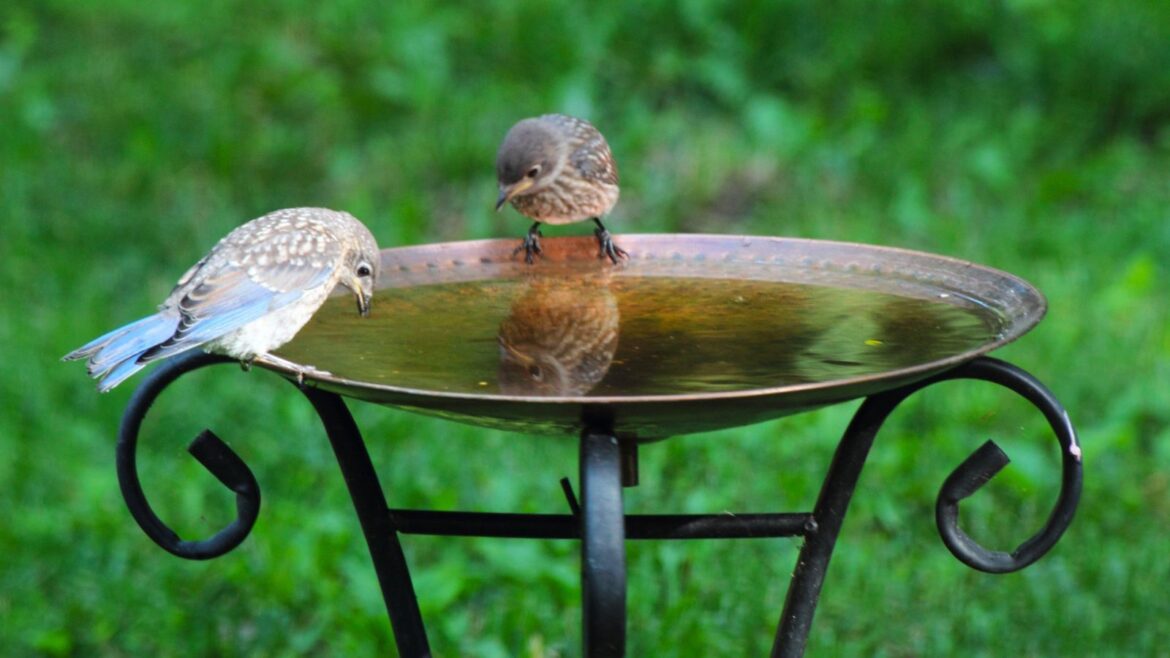 This Wayfair Rustic Solar Bird Bath and Fountain Will Fill Your Garden With Wildlife Copper bird bath with two birds drinking