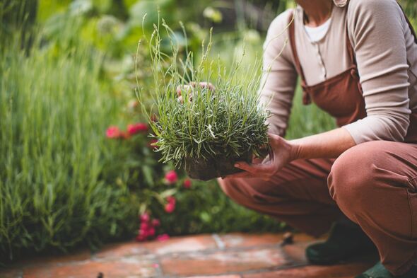 Woman planting lavender flowers in summer garden Woman planting lavender flowers in summer garden