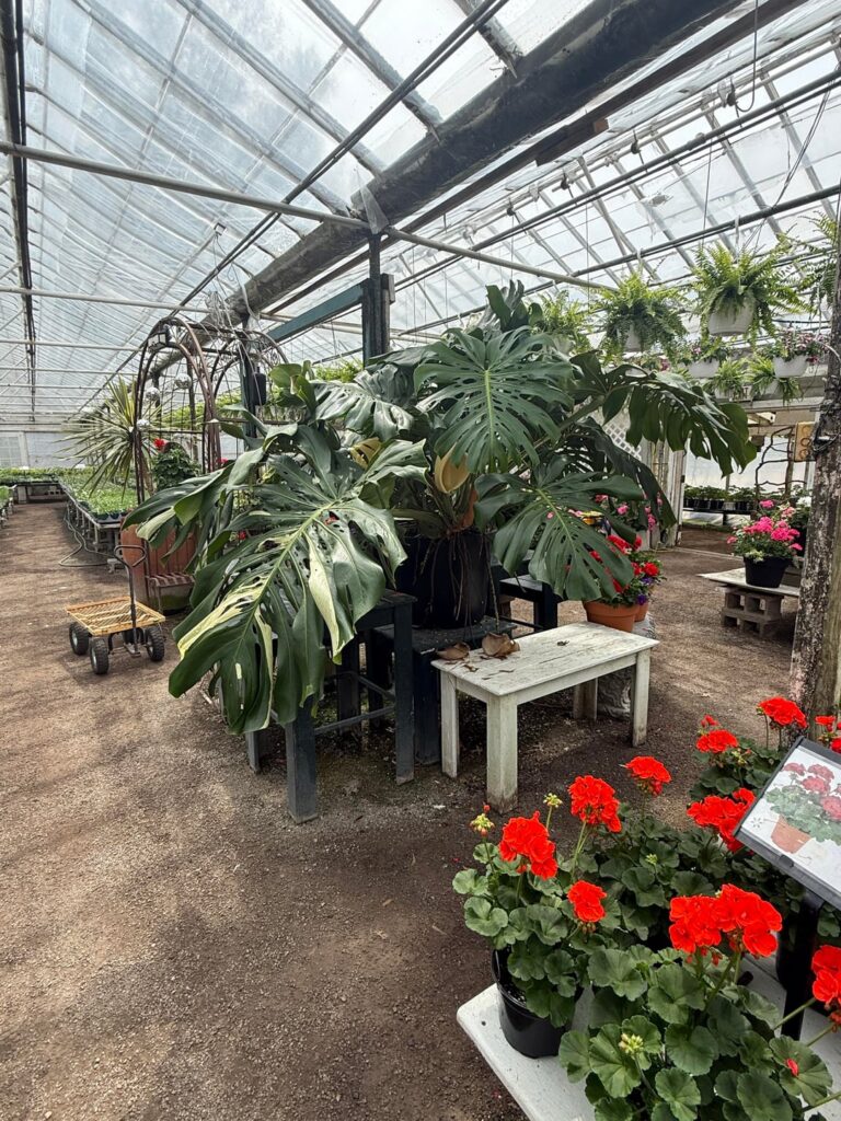 amazing monstera at my local greenhouse