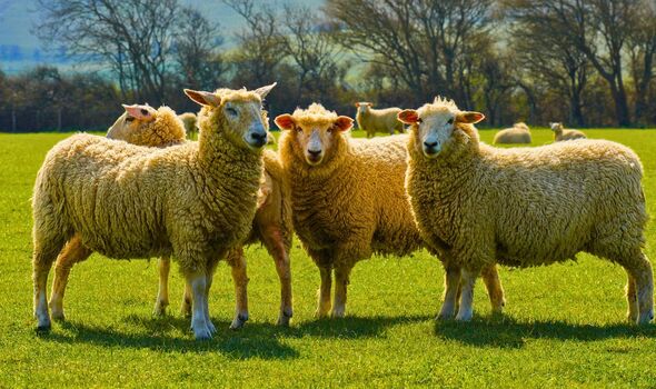 Picture of a fluffy sheep about to be sheared Picture of a fluffy sheep about to be sheared