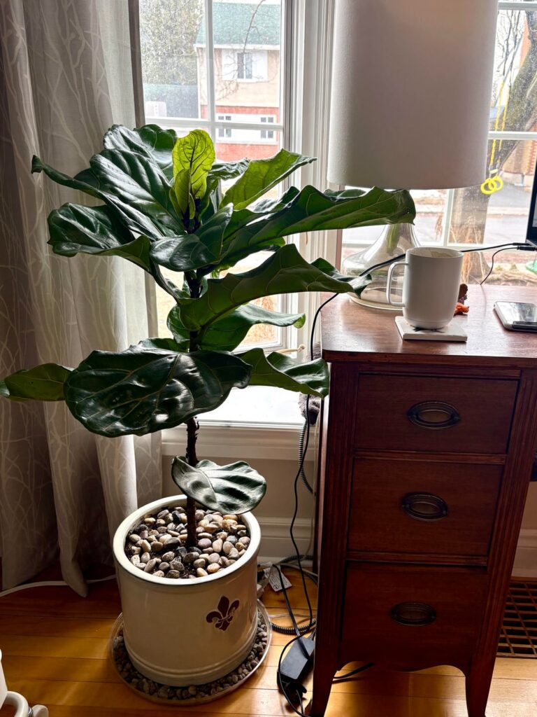 So pleased by how happy this plant is
