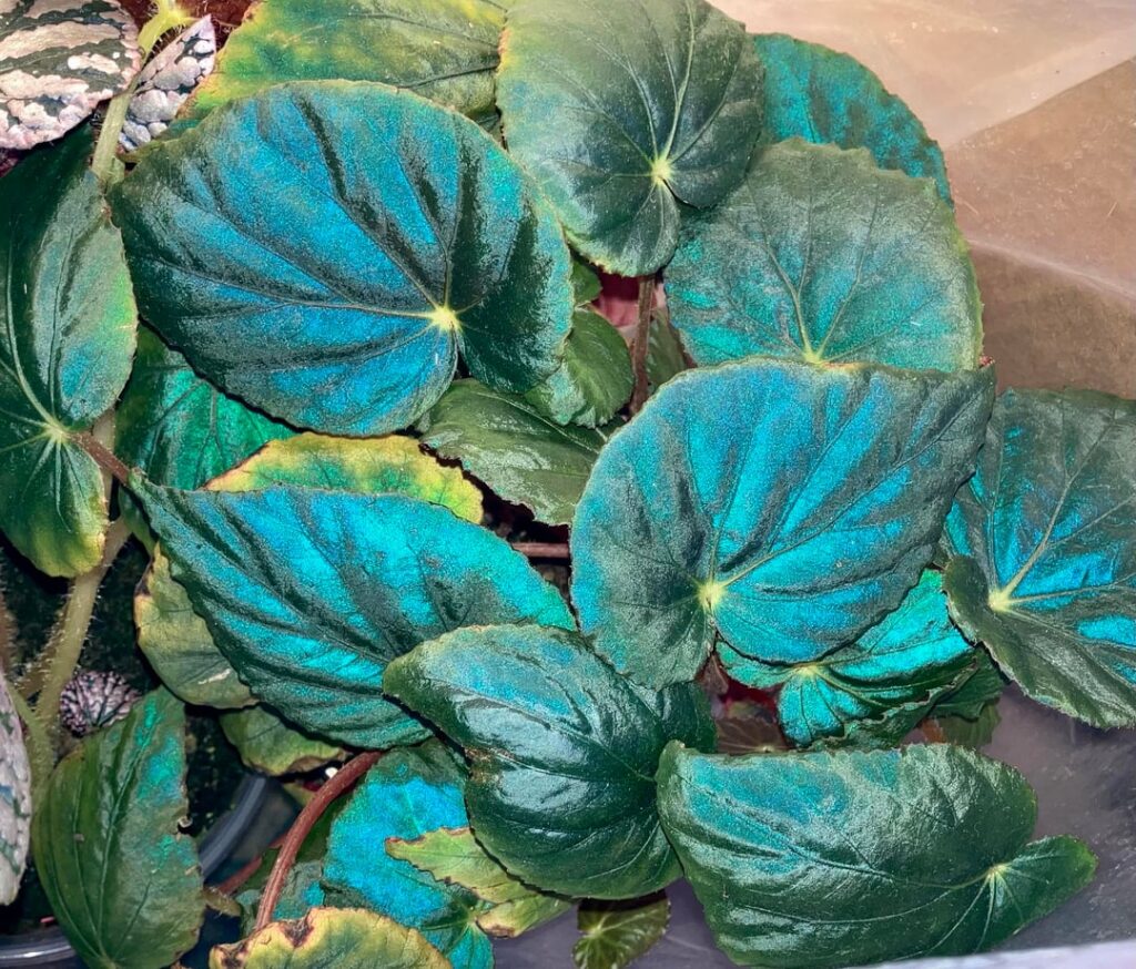 Beautiful Pavoniana