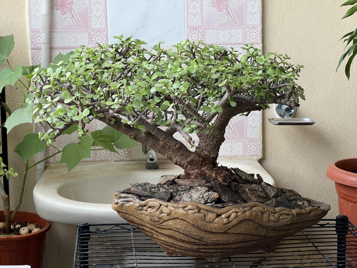 P. Afra bonsai – 5 year anniversary + styling decision P. Afra bonsai - 5 year anniversary + styling decision