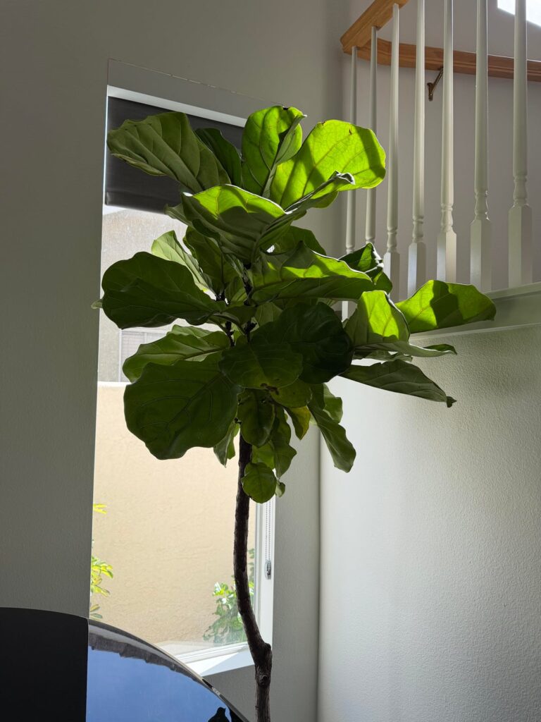 New large fiddle leaves getting brown spots and yellowing