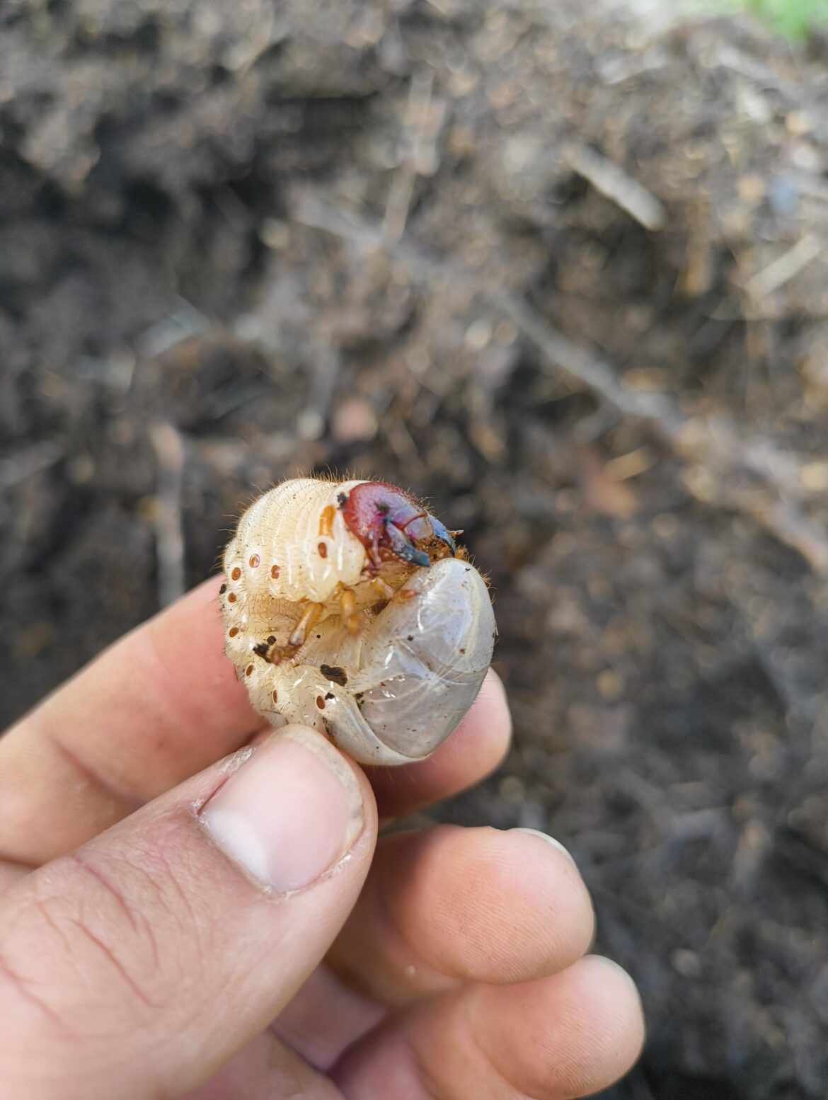 I found like 10 of them in my compost, chickens loved them