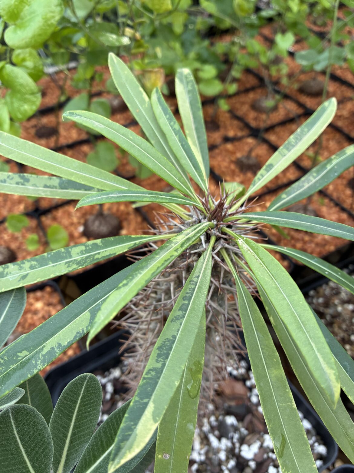 Pachypodium lamerei variegated
