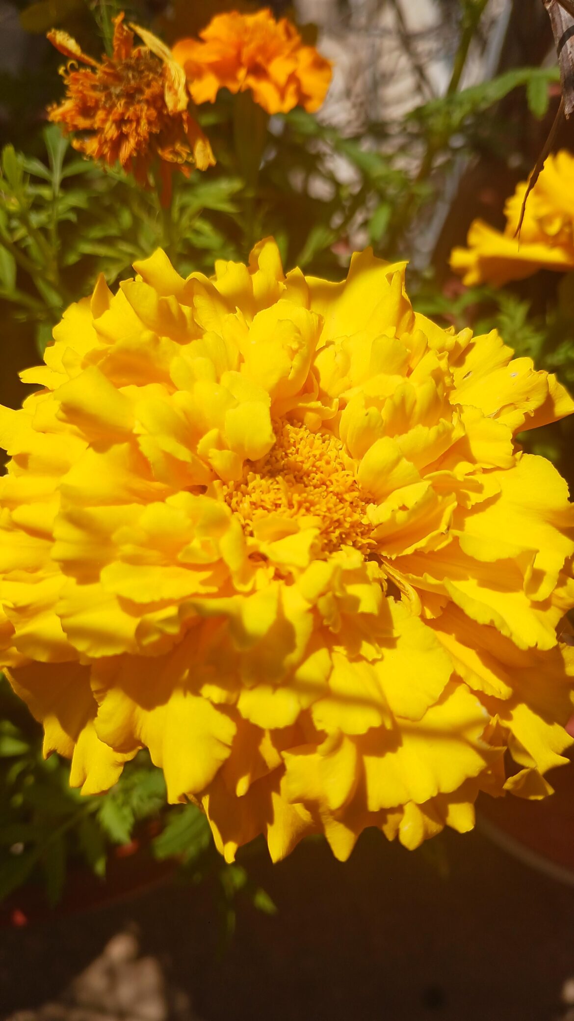 My tagetes in full bloom (Athens)