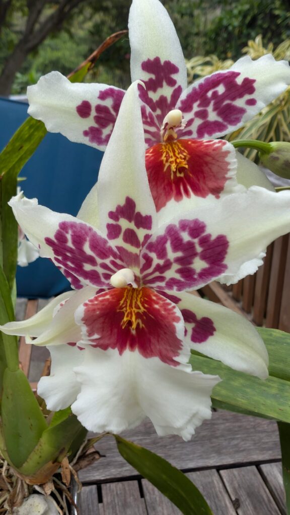 Beallara (Bllra.) Big Shot 'Hilo Sparkle'