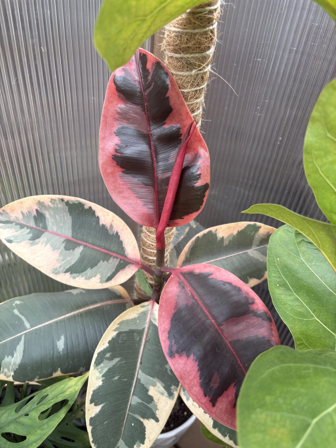 Rubber Plant Care Discovery Rubber Plant Care Discovery