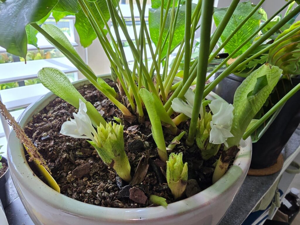 My Calathea Musaica started blooming! I had no idea they made flowers