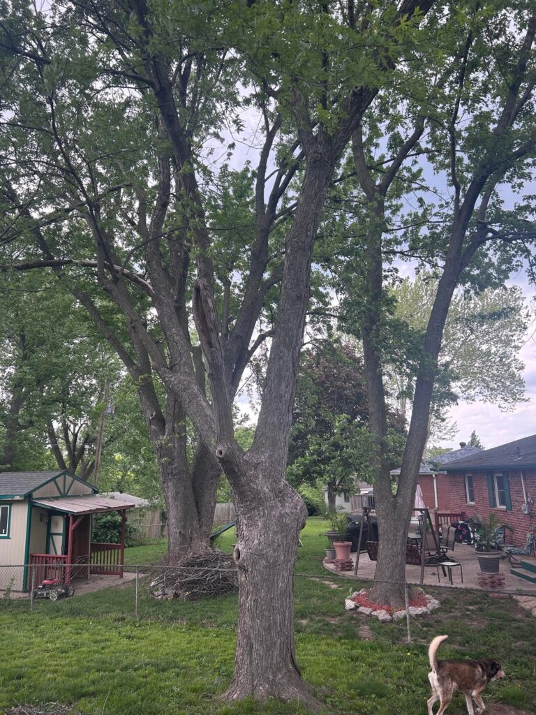 Soliciting tree trimmer came by and told me this tree is dead and needs to go Soliciting tree trimmer came by and told me this tree is dead and needs to go
