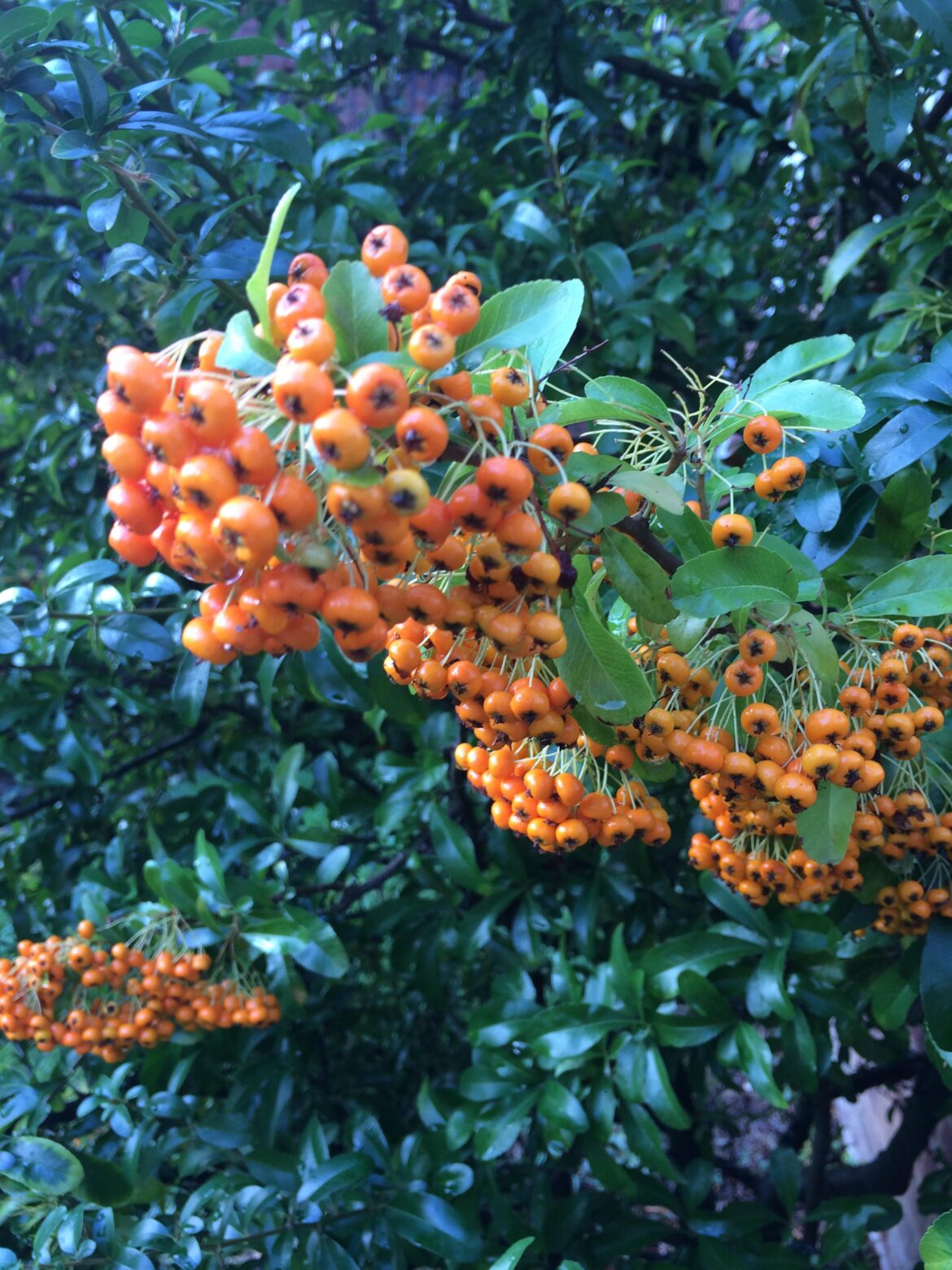 What are these adorable little round berries? I haven't seen them before! Are they common?