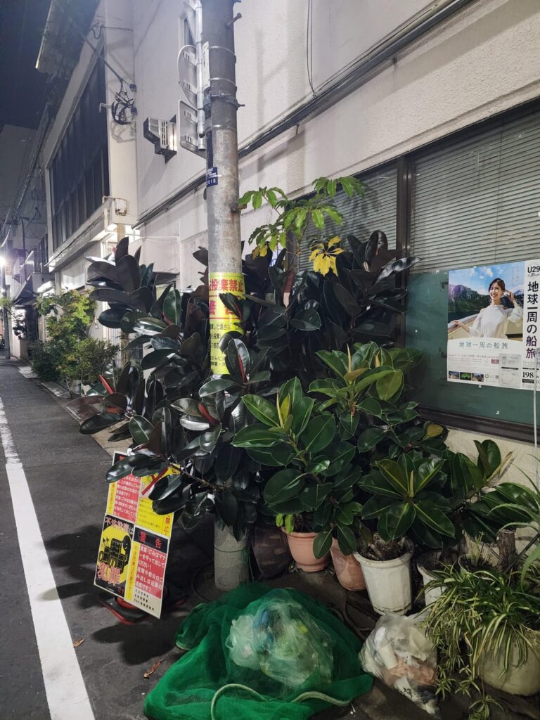 Rubber tree in tokyo