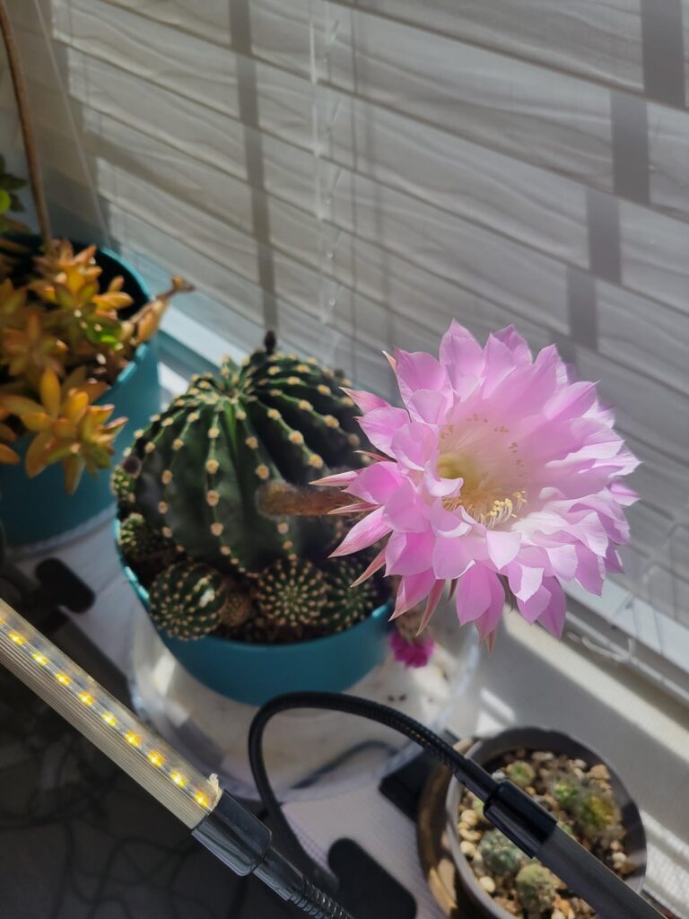 Blooming Season