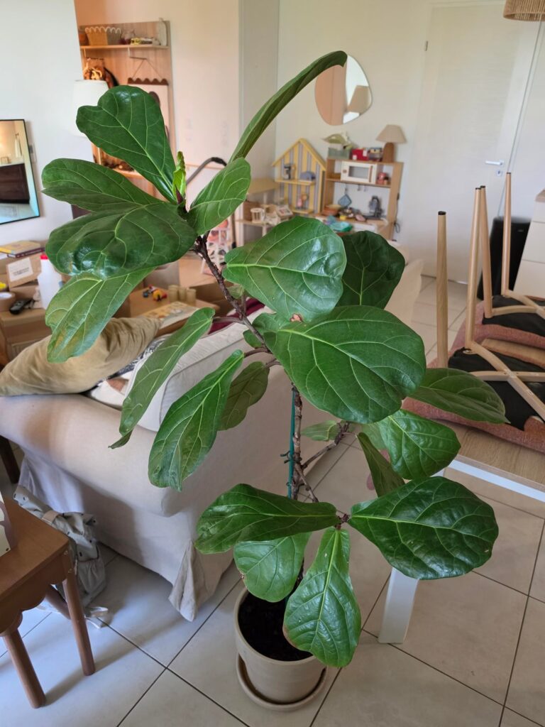 Struggling Ficus Lyrata since 2018 with slow growth, thin trunk and brown spots (advice needed)